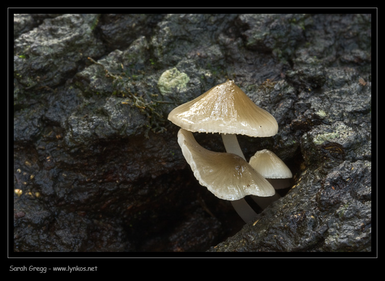 Una manciata di Mycena
