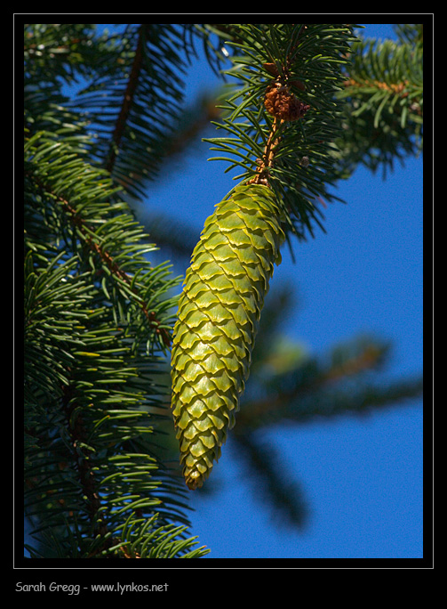 Picea abies - Abete rosso