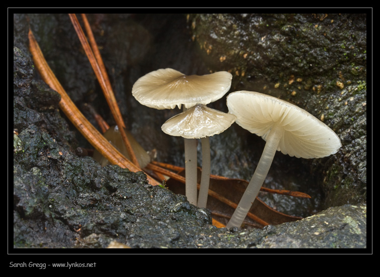 Una manciata di Mycena
