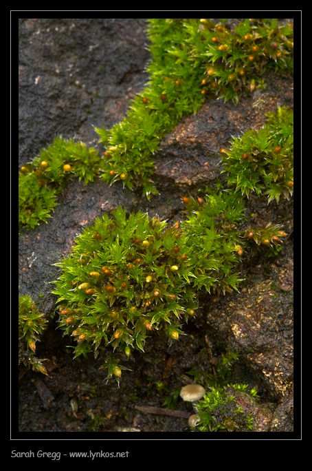 Muschio sul tronco 2 - Orthotrichum diaphanum