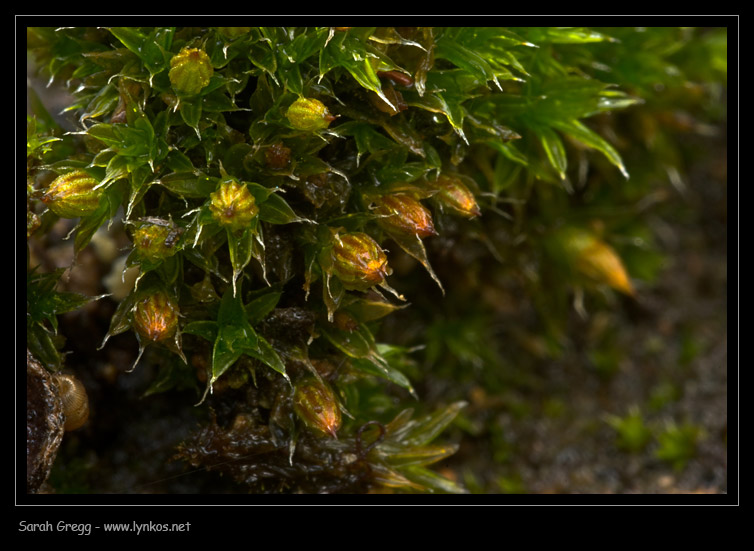 Muschio sul tronco 2 - Orthotrichum diaphanum