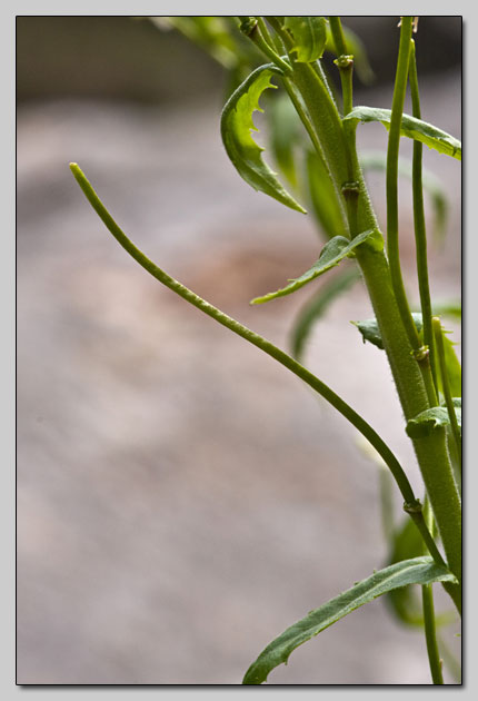 Brassicaceae della Majella!!!