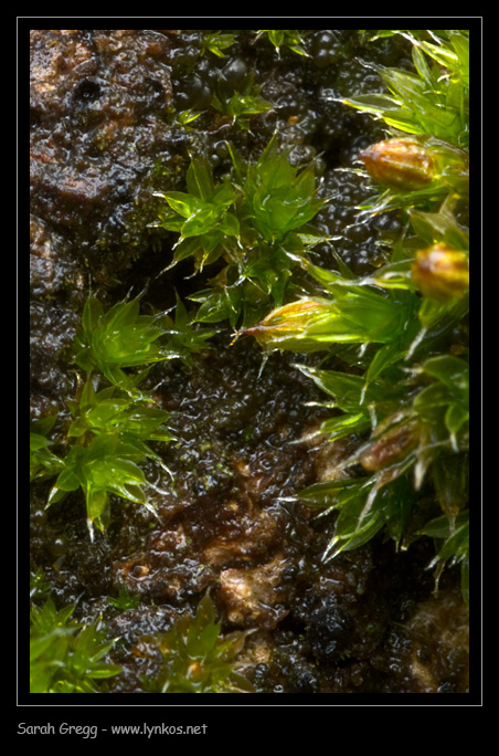 Muschio sul tronco 2 - Orthotrichum diaphanum