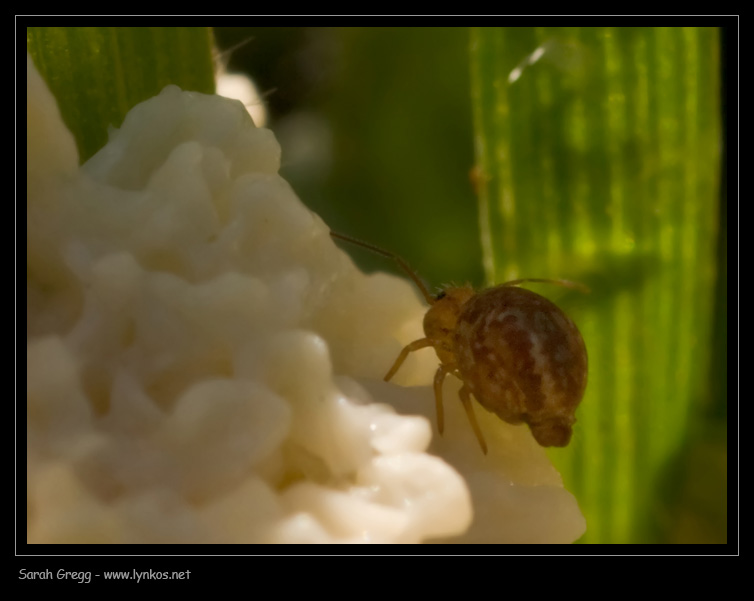 Vuoto totale di memoria (Collembolo Sminthuridae)