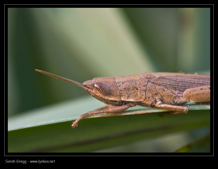 Orthoptera slanciata invernale: Tropidopola cylindrica