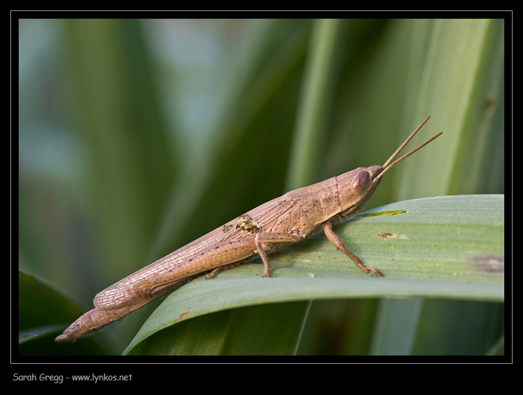 Orthoptera slanciata invernale: Tropidopola cylindrica