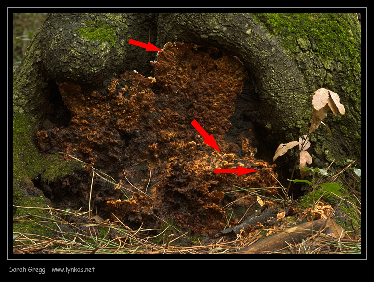 Fotoreportage di uno Stereum (credo!) (Stereum gausapatum)