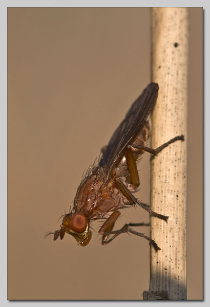 Tetanocera sp. (Sciomyzidae).