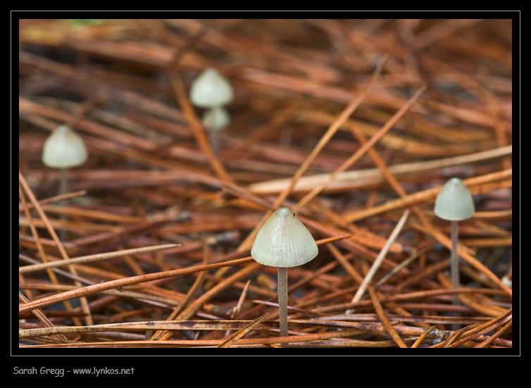 Una manciata di Mycena