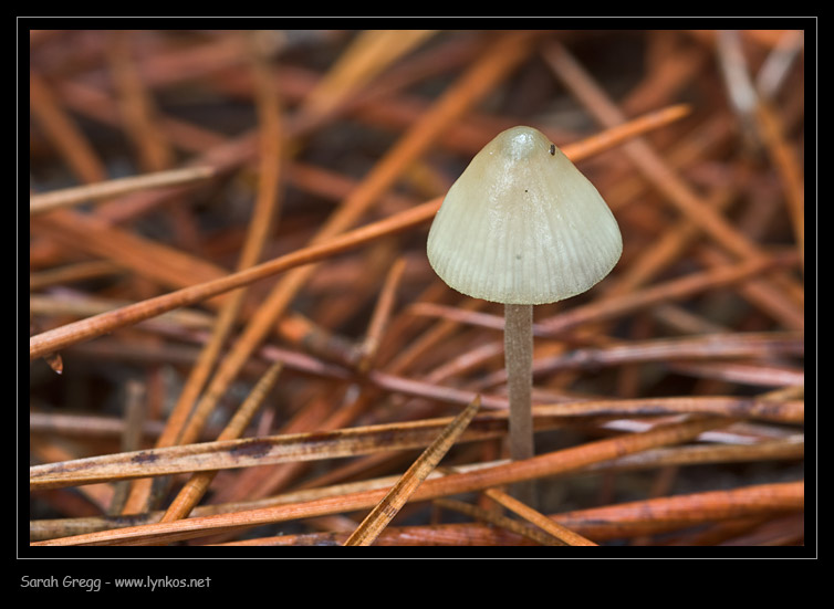 Una manciata di Mycena