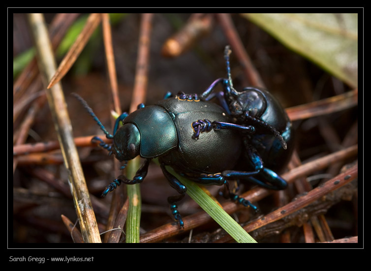 Geotrupidae?         No, Chrysomelidae: Timarcha nicaeensis