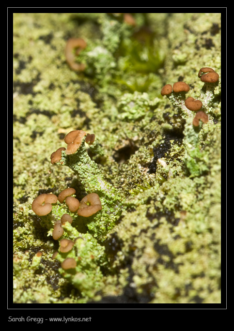 Possibile Cladonia squamosa?