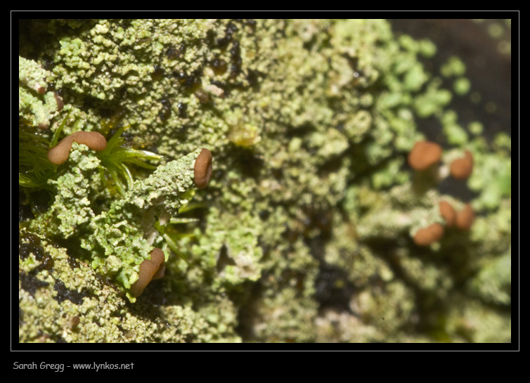 Possibile Cladonia squamosa?