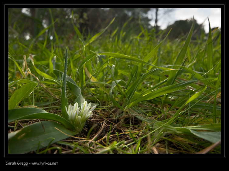 Allium chamaemoly / Aglio minuscolo