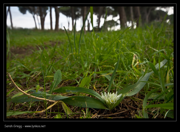 Allium chamaemoly / Aglio minuscolo