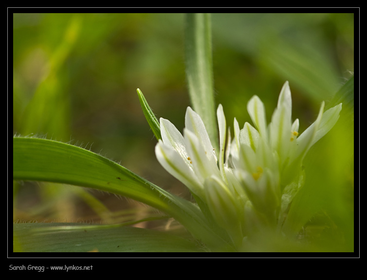 Allium chamaemoly / Aglio minuscolo
