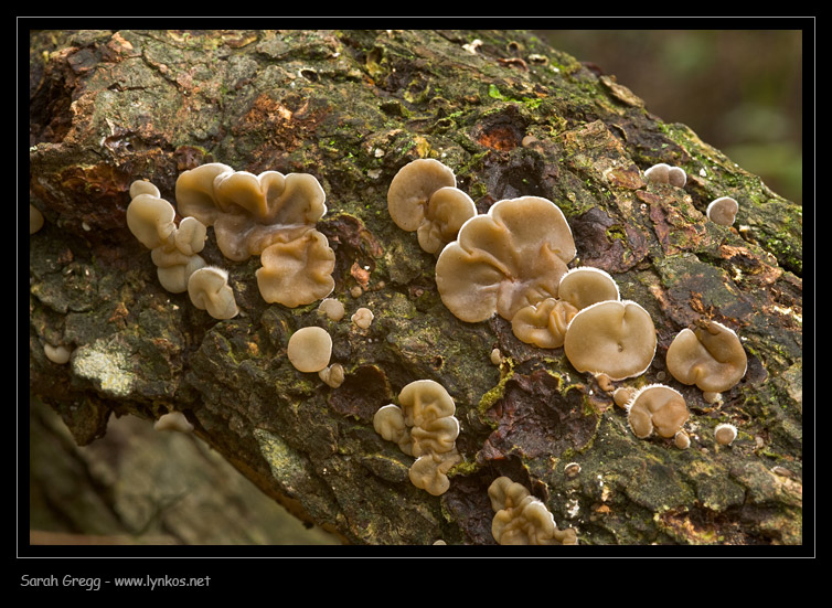 Auricularia mesenterica