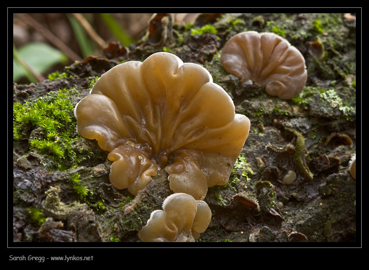 Auricularia mesenterica