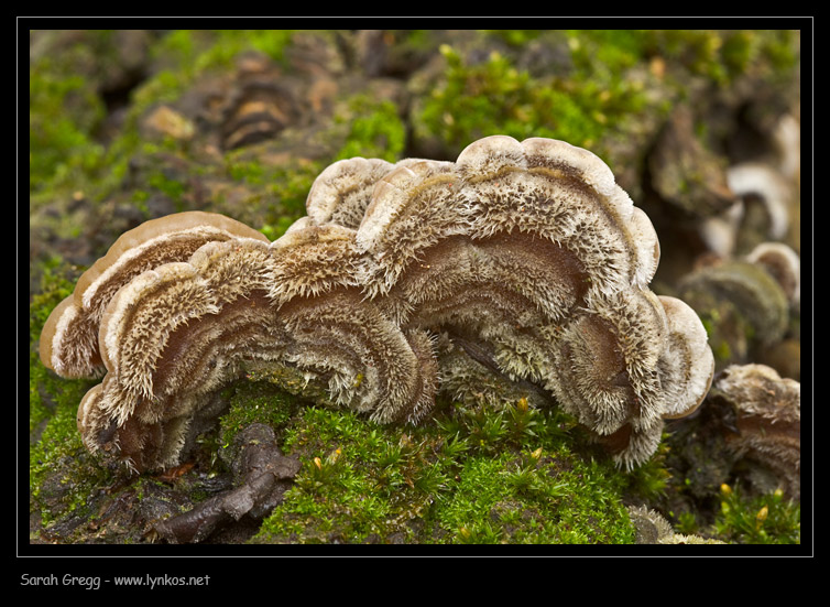 Auricularia mesenterica