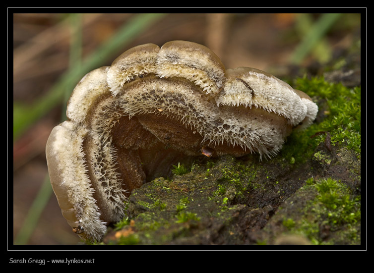 Auricularia mesenterica