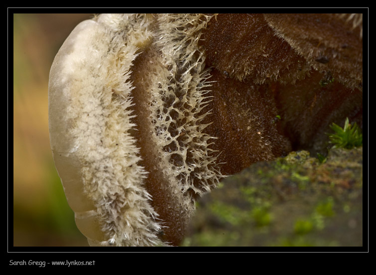 Auricularia mesenterica