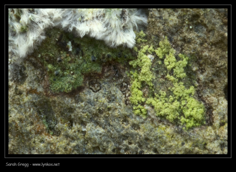 Tre licheni da Monterano (RM)