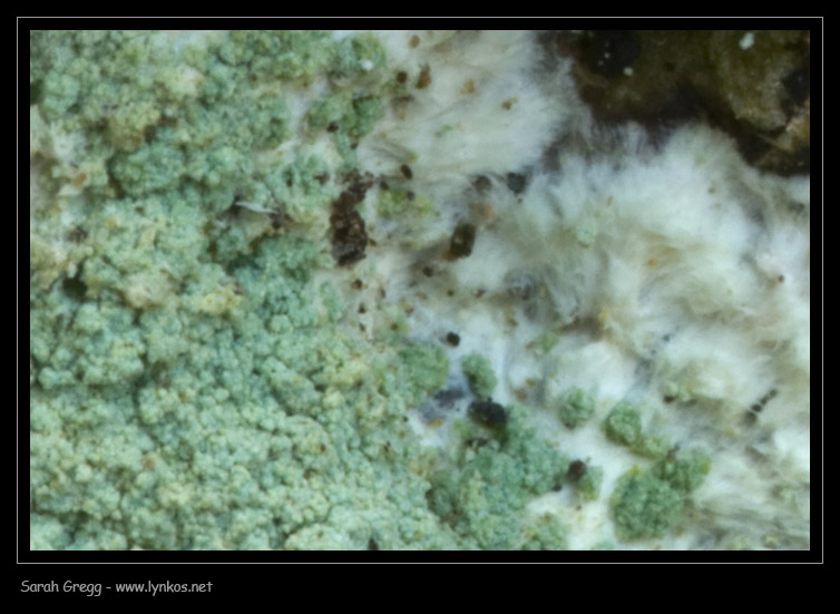 Tre licheni da Monterano (RM)