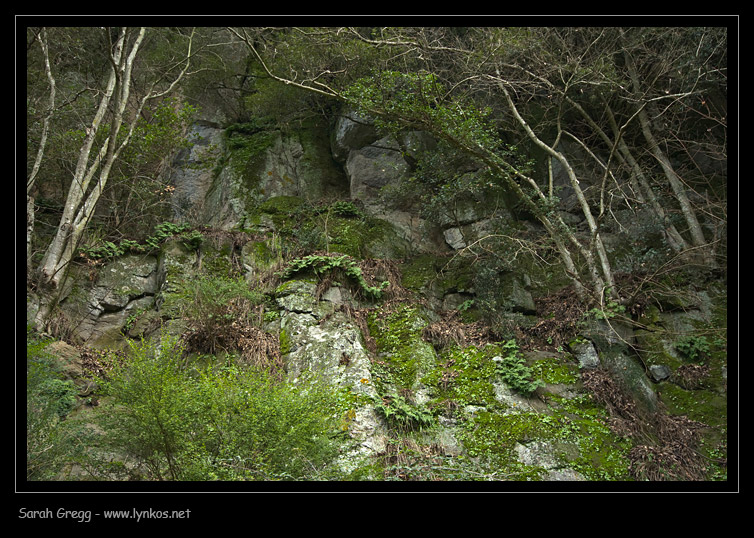 Tre licheni da Monterano (RM)