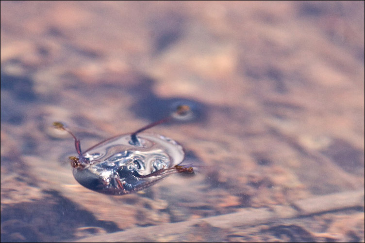 Piccolo coleottero acquatico: Hydrophilidae