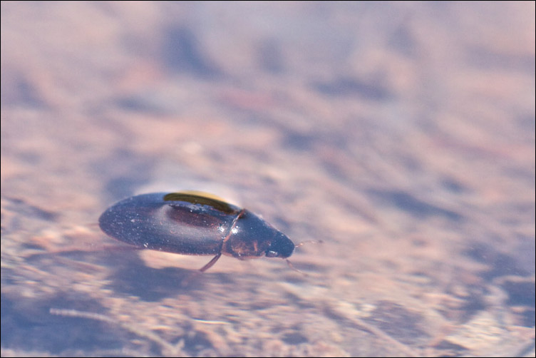 Piccolo coleottero acquatico: Hydrophilidae
