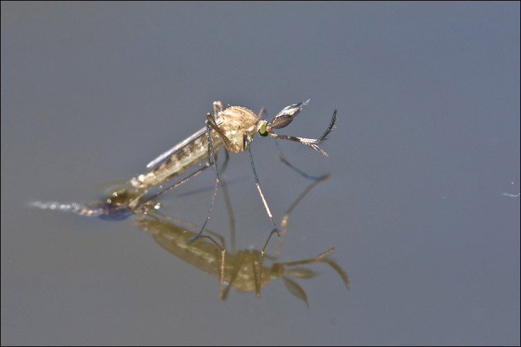 Culicidae?