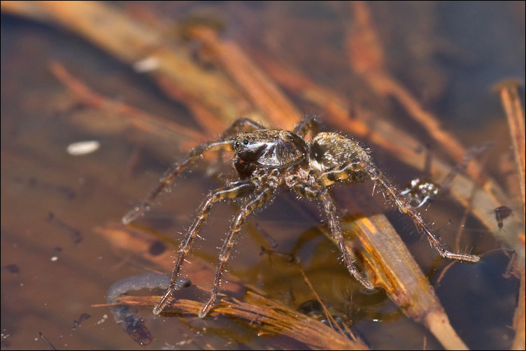 Arctosa sp.