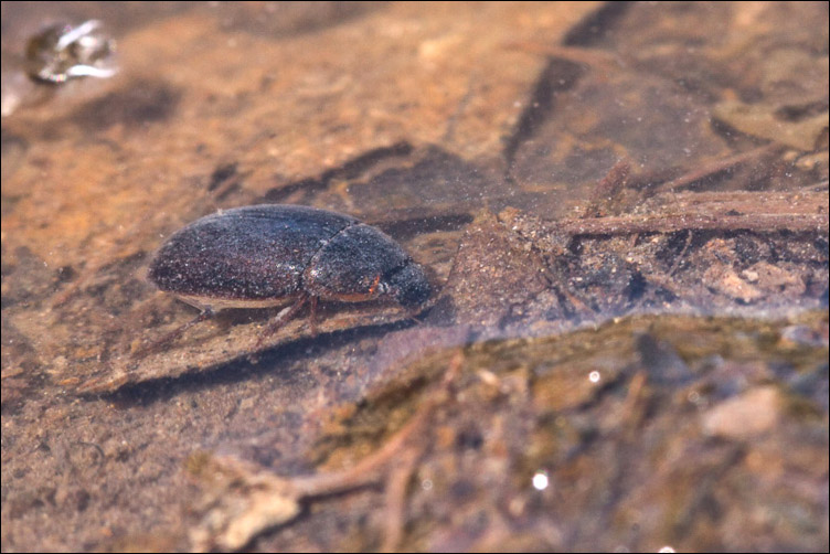 Piccolo coleottero acquatico: Hydrophilidae