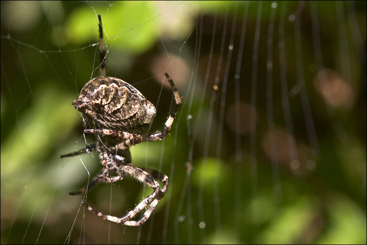 Corteggiamento dei ragni: Araneus angulatus