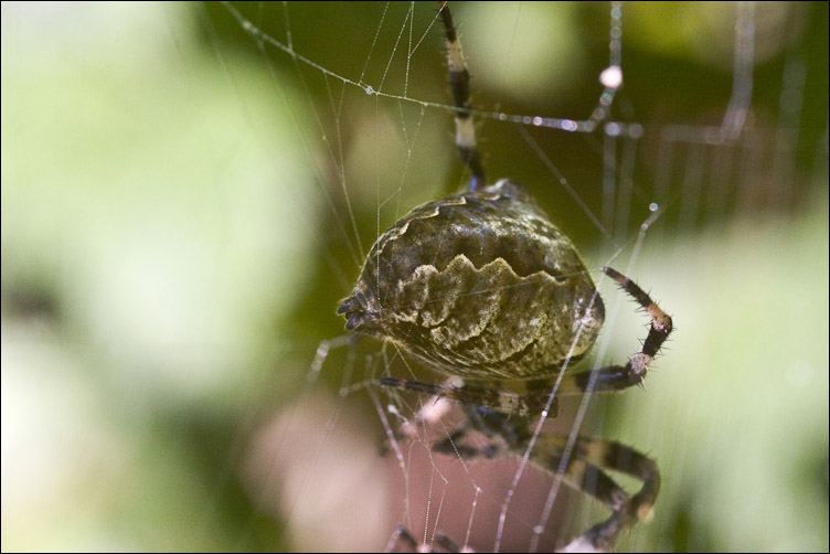 Corteggiamento dei ragni: Araneus angulatus