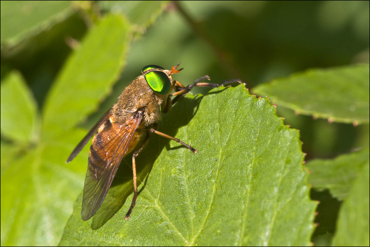 Un Tabanide dagli occhi verdi: Philipomyia aprica