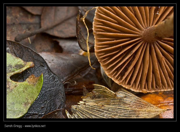 Due funghi 