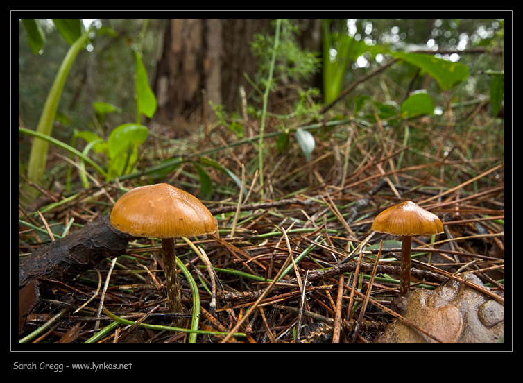 Due funghi 