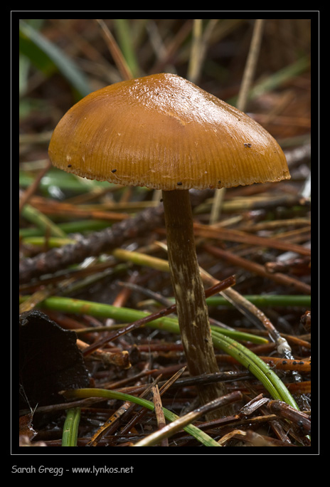 Due funghi 