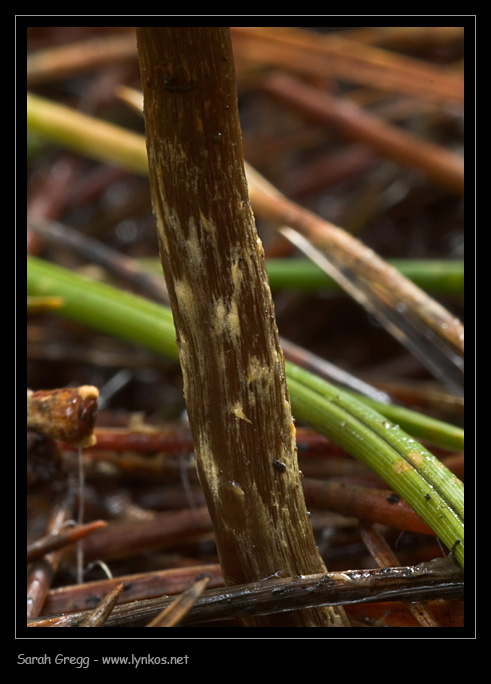 Due funghi 
