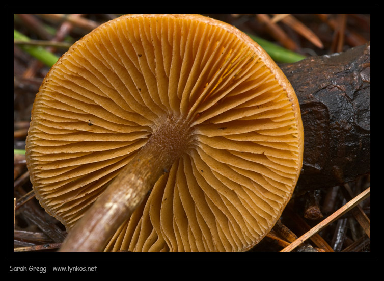 Due funghi 