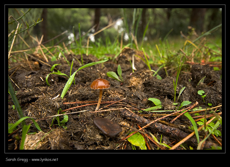 Due funghi 