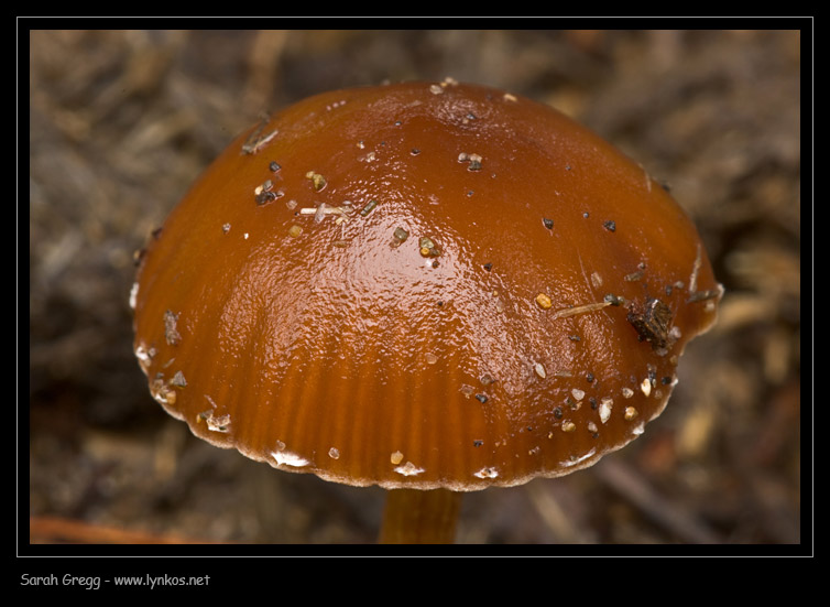 Due funghi 