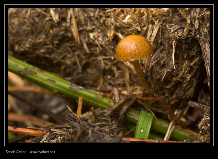 Due funghi 