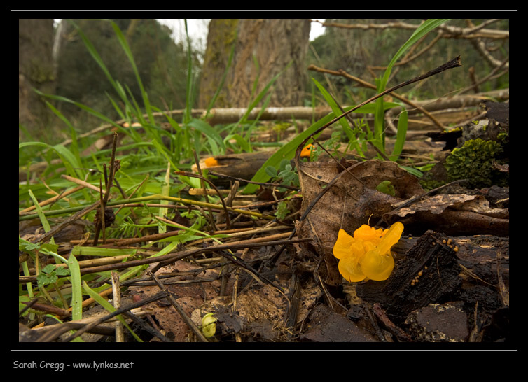 Un giallo da risolvere (Tremella mesenterica)