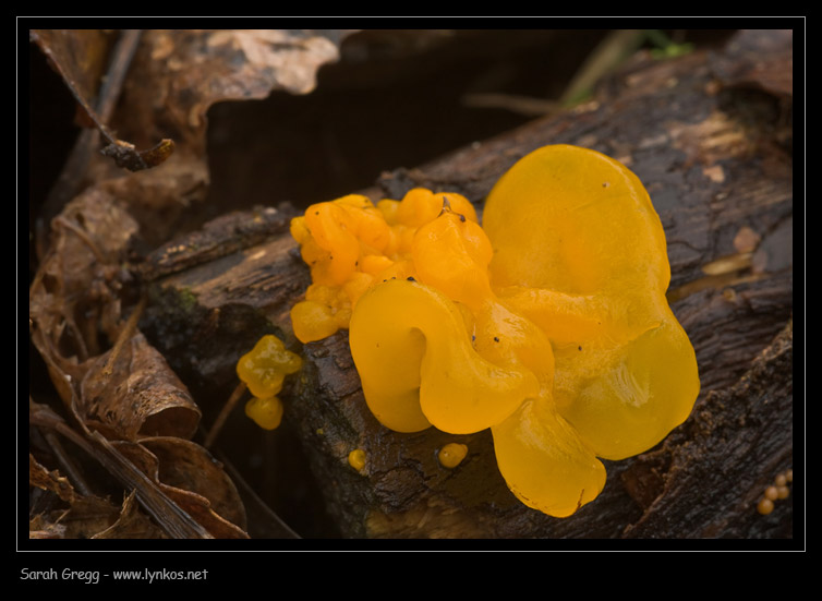Un giallo da risolvere (Tremella mesenterica)