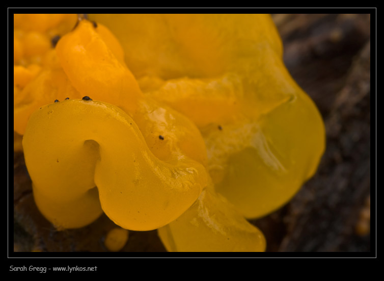 Un giallo da risolvere (Tremella mesenterica)