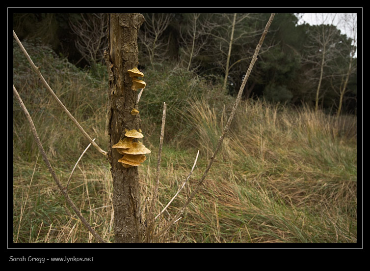 L''ultimo (per ora) (Trametes trogii)