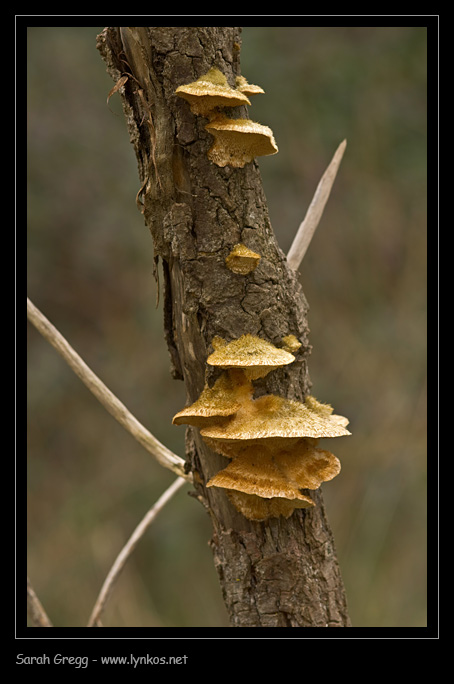 L''ultimo (per ora) (Trametes trogii)