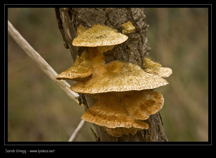 L''ultimo (per ora) (Trametes trogii)